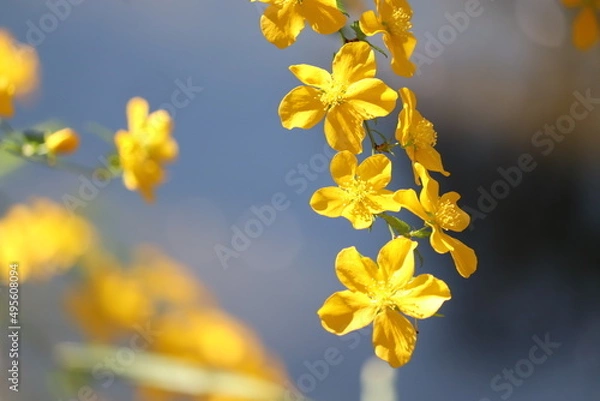 Obraz 山吹(ヤマブキ)