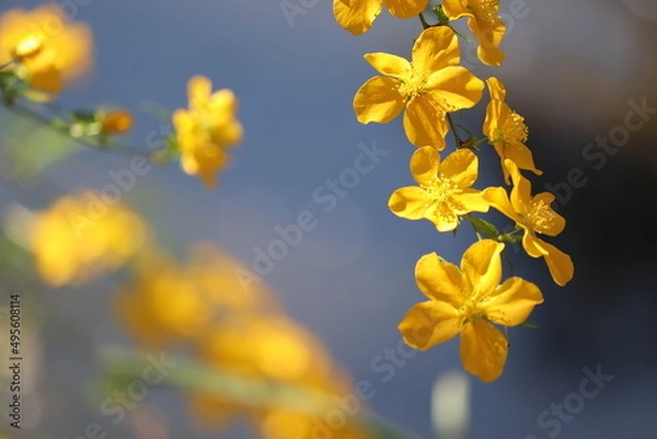 Obraz 山吹(ヤマブキ)