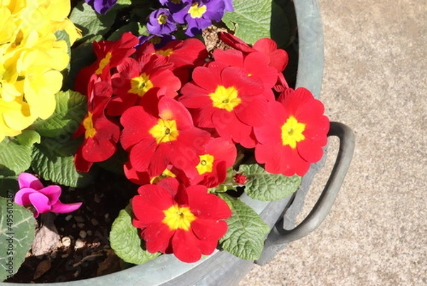 Obraz プリムラジュリアン