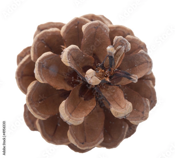 Fototapeta Pinecone over white background