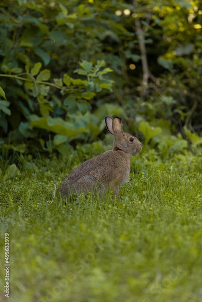 Obraz rabbit in the grass