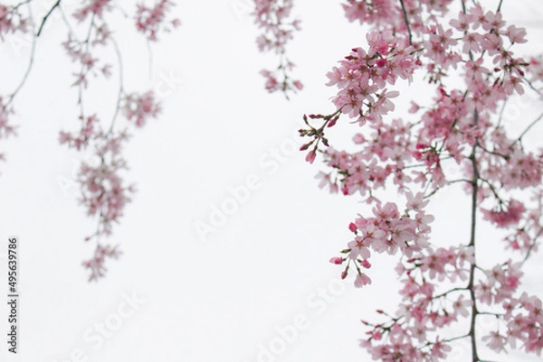 Obraz もうすぐ満開の桜