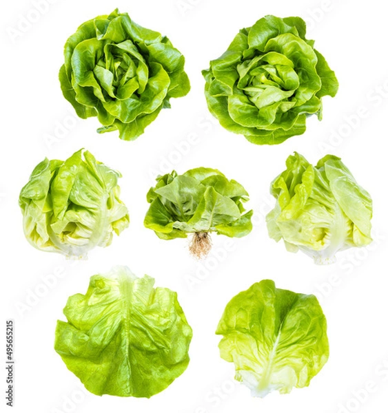 Fototapeta set of fresh green butterhead lettuce isolated on white background