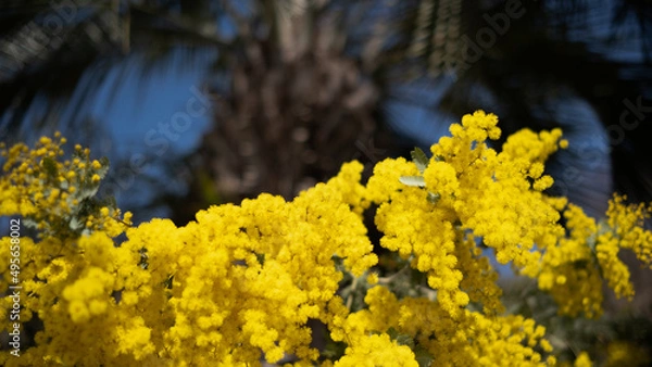 Fototapeta yellow flowers in spring