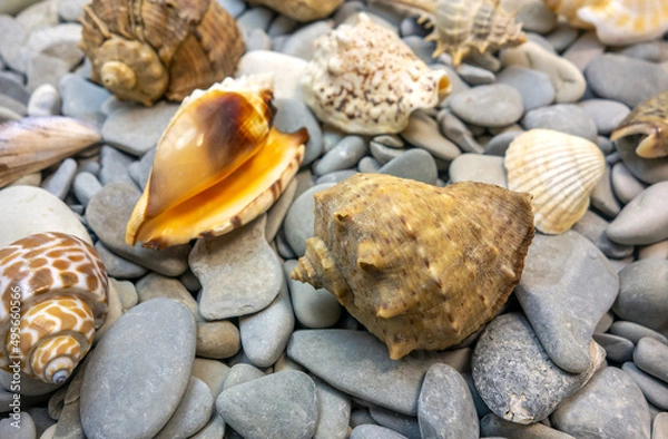 Obraz Summer. Seashells, rocks, seashore.
Close-up concept, background, design.