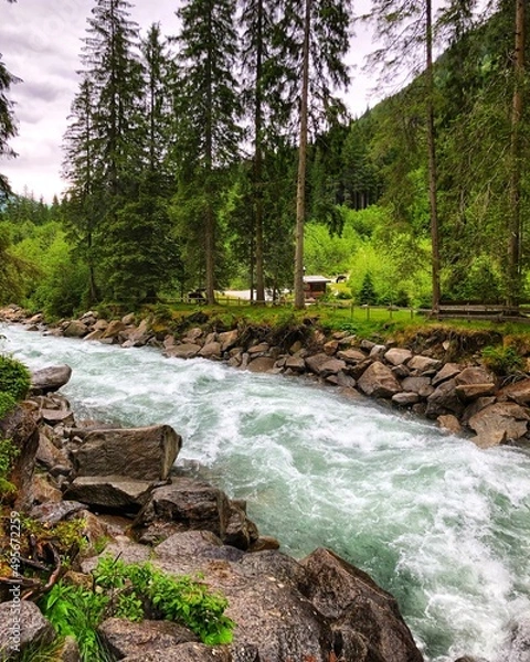Obraz river in the forest