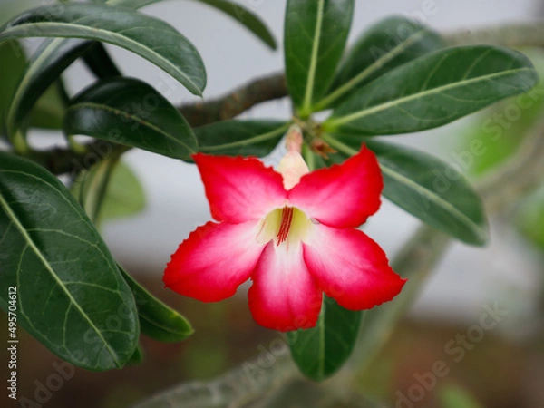 Obraz Flor do deserto rosa 