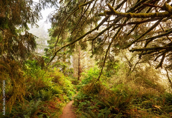 Fototapeta Rain forest