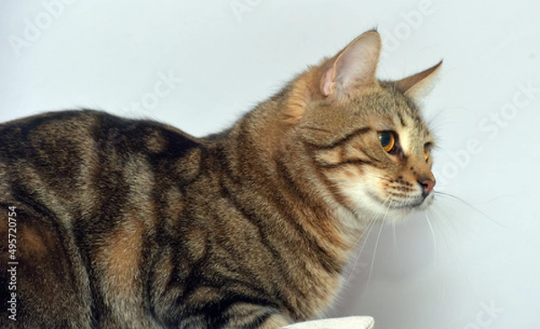 Fototapeta european shorthair cat on a light background