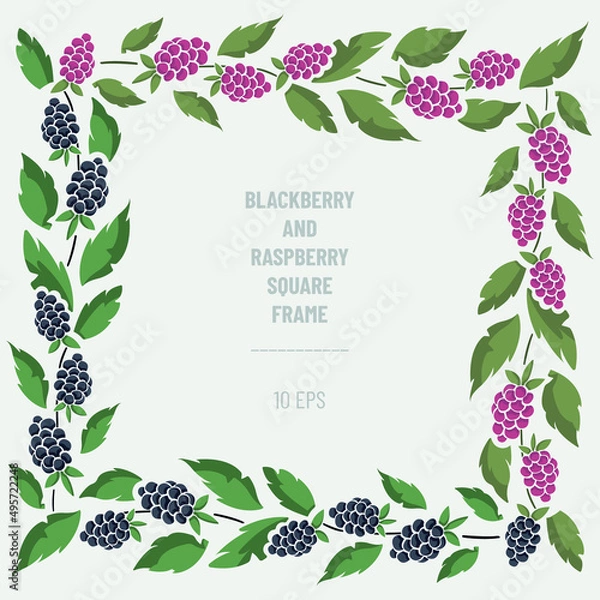 Fototapeta Vector frame with blackberries, raspberries and foliage; square border composition. Perfect for greeting cards, posters, banners, invitations and other design.