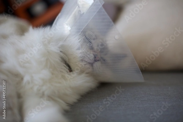 Obraz Siberian kitten resting after spay surgery wearing cone collar