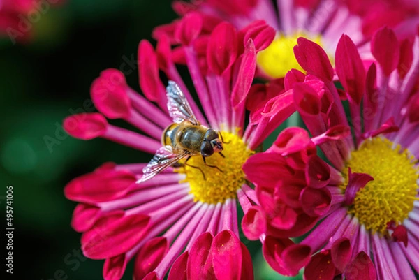 Fototapeta bee on flower