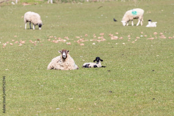 Fototapeta A newborn Spring Lamb in a field in  Shropshire, UK on a sunny Spring day