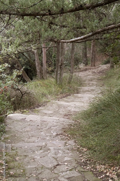 Obraz Stone stairs in a forest