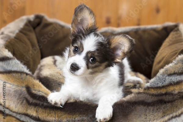 Fototapeta Papillon Puppy in bed