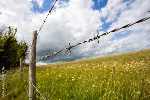 Fototapeta barbed wire fence and grass on a field
