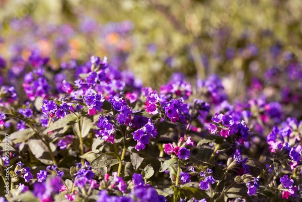Fototapeta Lungwort close-up. Violet and purple inflorescences. Fields of purple Pulmonaria flowers in sunlight. Beautiful flowers on a blurred background. Floral spring wallpaper