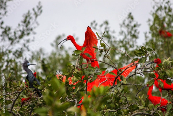Obraz red birds in the trees