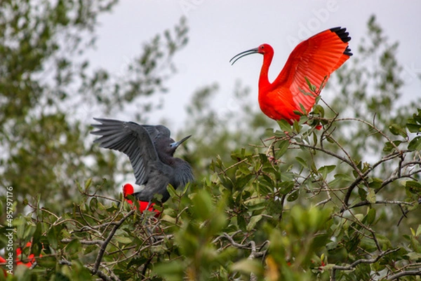Obraz birds fighting