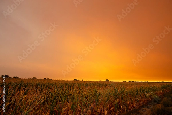 Obraz Summer wildfire smoke, 2020