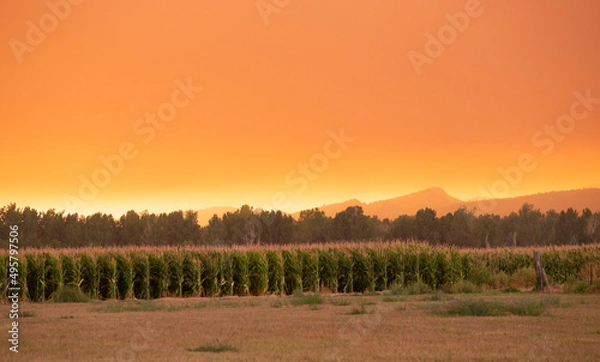 Obraz Summer wildfire smoke, 2020