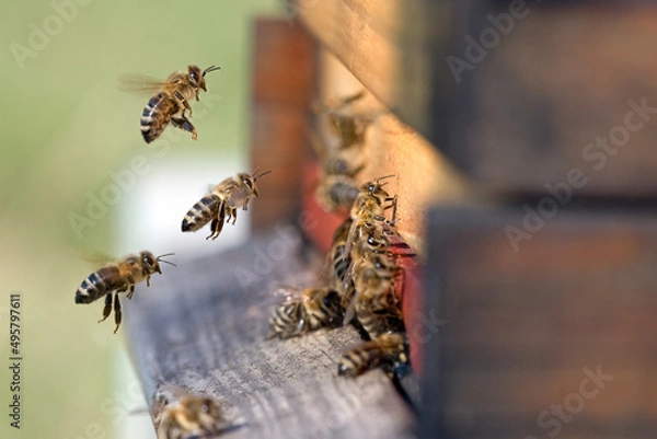 Obraz Am Bienenstock