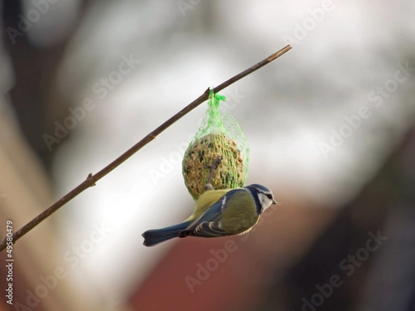 Obraz Meise am Knödel