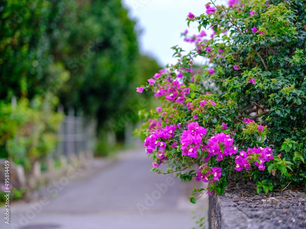 Fototapeta 白保集落