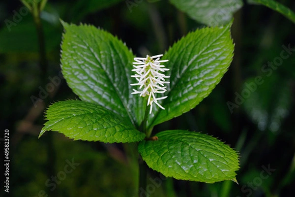 Fototapeta ヒトリシズカの花（北海道・知床）
