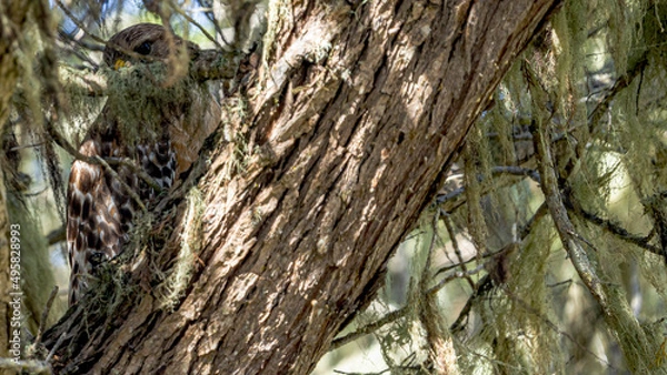 Fototapeta Red shoulder hawk