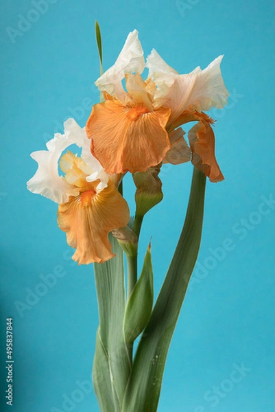 Obraz Iris flower