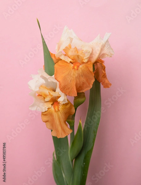 Fototapeta Iris flower