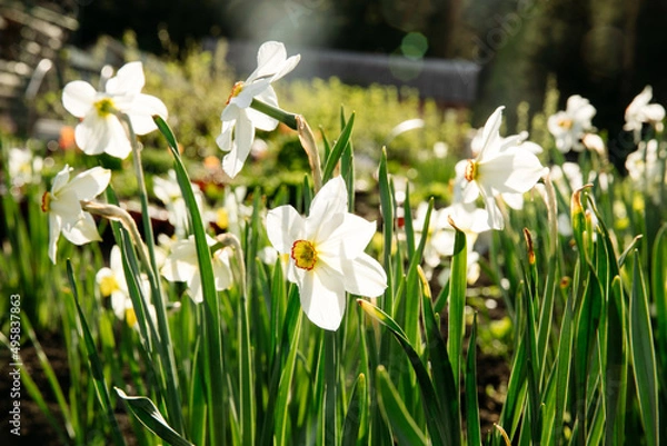 Obraz Beautiful  meadow with daffodils