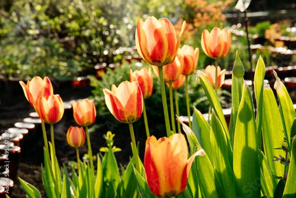 Obraz Beautiful  meadow with tulips