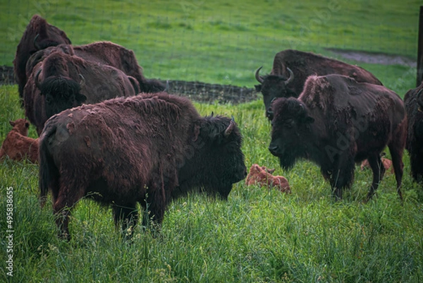Obraz Dark large bisons in the outdoors. Scary mammals with horns and brown fur grazing in a green meadow. Selective focus on the details, blurred background.