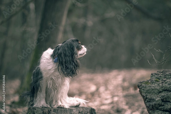 Obraz Young Cavalier dog listening to the forest sounds. Cute attentive animal sitting on a tree log in the woods. Selective focus on the details, blurred background.