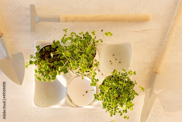 Fototapeta Micro-greens planted in the egg shells. Easter, springtime. Concept of home gardening, cute little garden on the windowsill. Flatlay top view