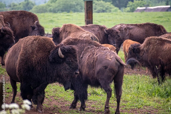Obraz Big bison famiy in an eco farm in Lithuania. Large wild animals in the outdoors. Endangered species. Selective focus on the details, blurred background.