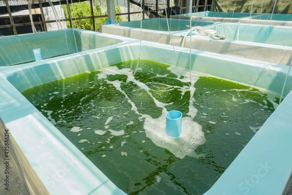 Fototapeta Culture stock of green algae in the tank