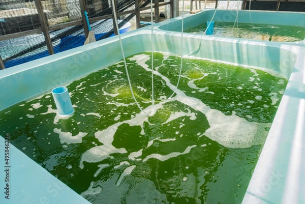 Fototapeta Culture stock of green algae in the tank