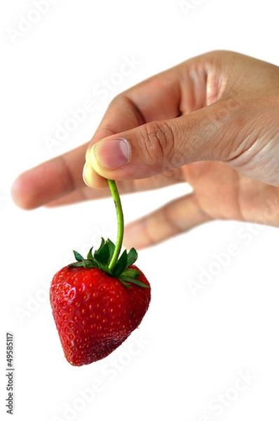 Obraz picking strawberry
