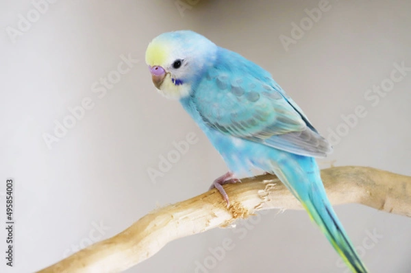 Obraz セキセインコ　パステルレインボー　幼鳥