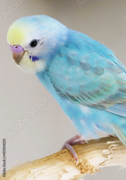 Obraz セキセインコ　パステルレインボー　幼鳥