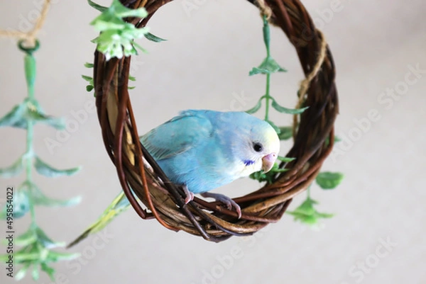 Obraz セキセインコ　パステルレインボー　幼鳥