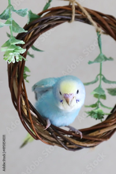 Obraz セキセインコ　パステルレインボー　幼鳥