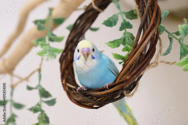 Obraz セキセインコ　パステルレインボー　幼鳥