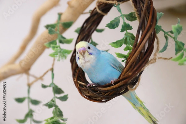 Obraz セキセインコ　パステルレインボー　幼鳥