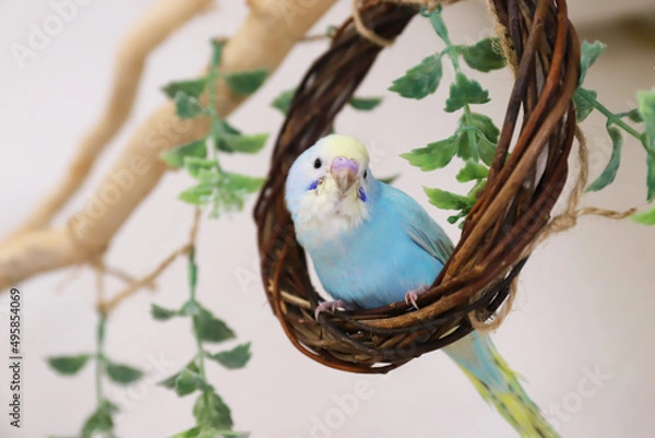 Obraz セキセインコ　パステルレインボー　幼鳥