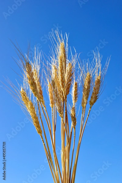 Obraz Rye on a blue sky background