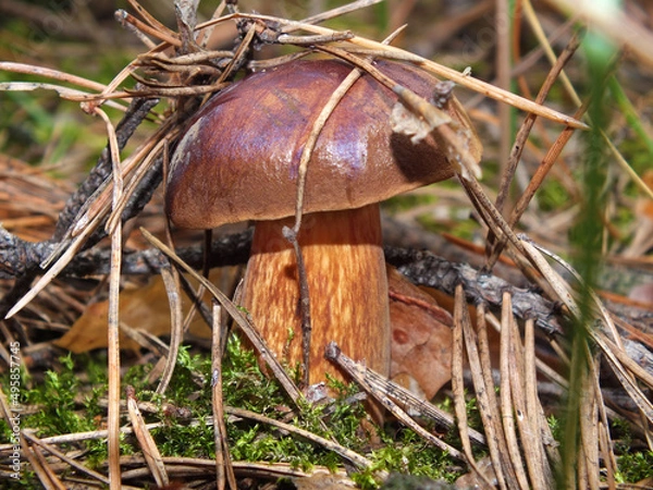 Obraz A chestnut mushroom in coniferous forest